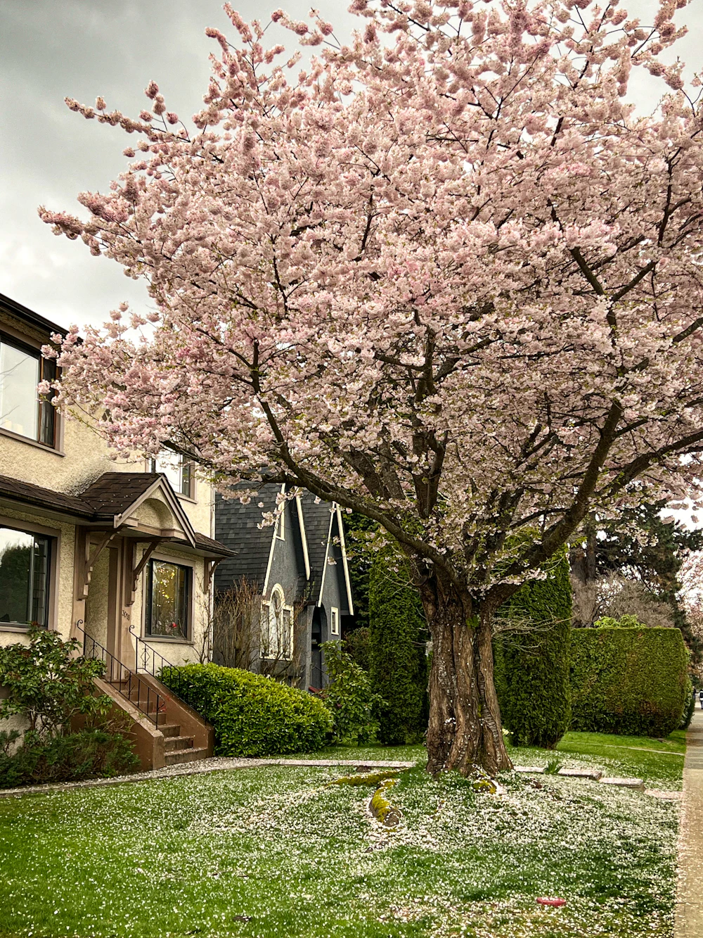 Maison à Vancouver devant un arbre aux fleurs roses au printemps